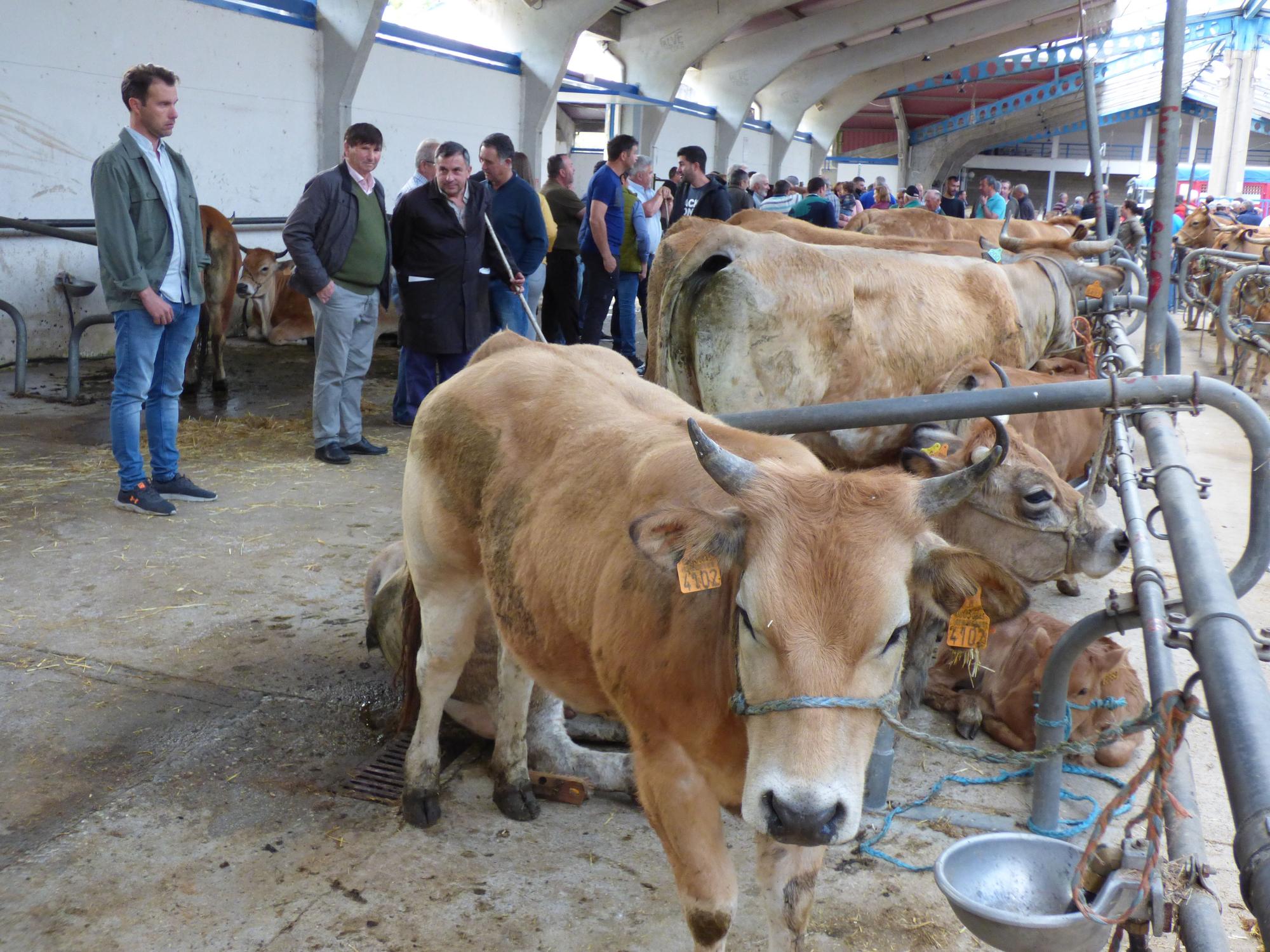 La feria canguesa de la Cruz de Mayo reúne a más de un centenar de cabezas de ganado