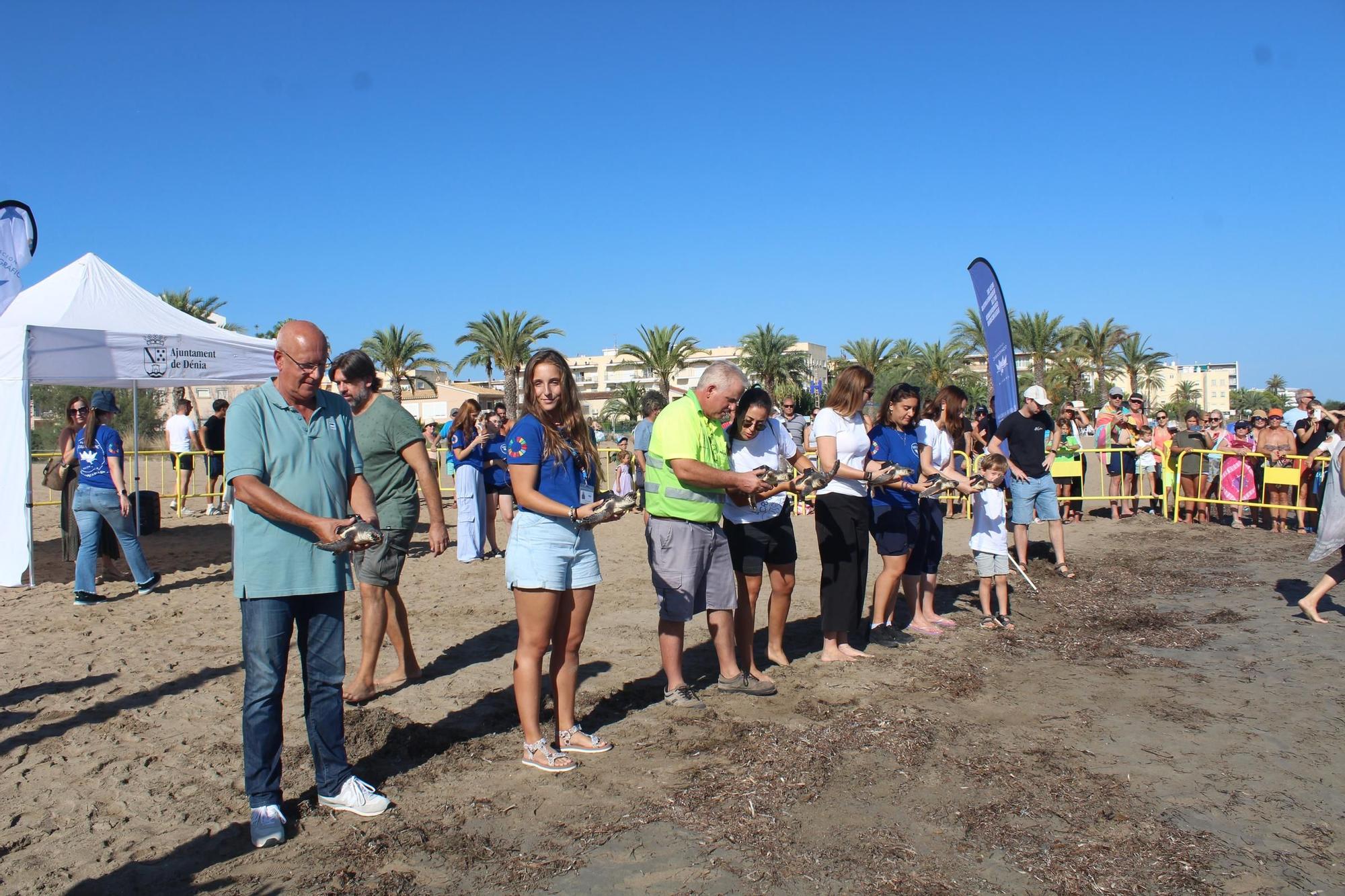 Una gran fiesta que conciencia: las tortugas vuelven al mar en Dénia