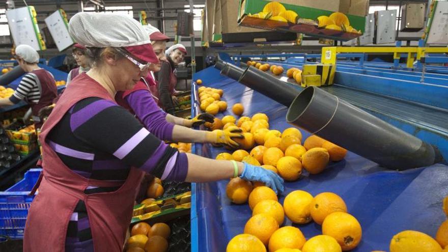 Varias mujeres trabajando en una cooperativa.