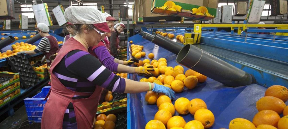 Varias mujeres trabajando en una cooperativa.