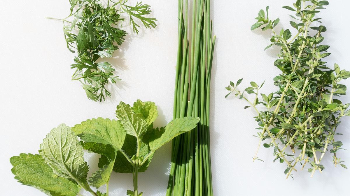 El perifollo es una planta aromática que puede usarse para cocinar