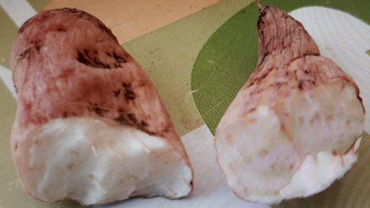 Imagen del nabo del diablo, el tubérculo que mató a una persona en Galicia