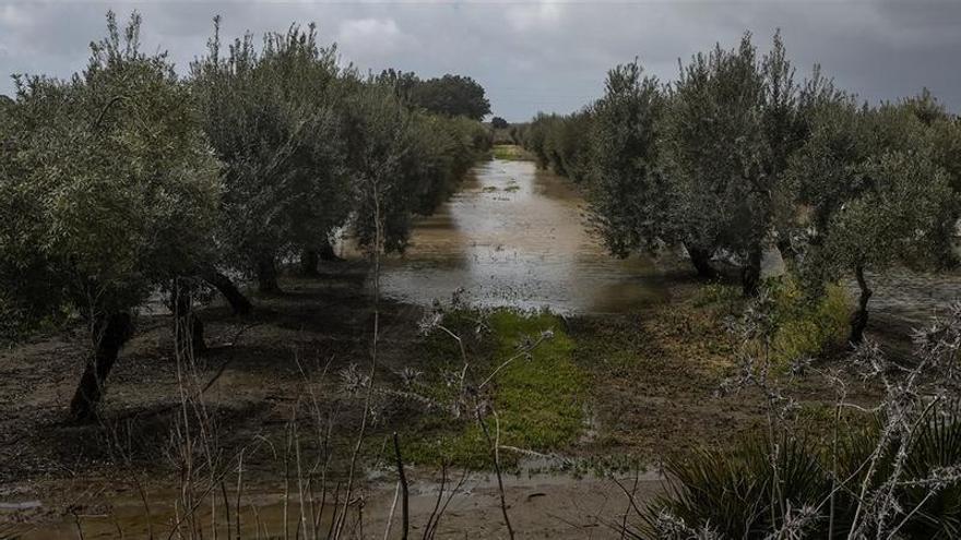 El campo extremeño pide flexibilidad a la Administración ante la sucesión de borrascas