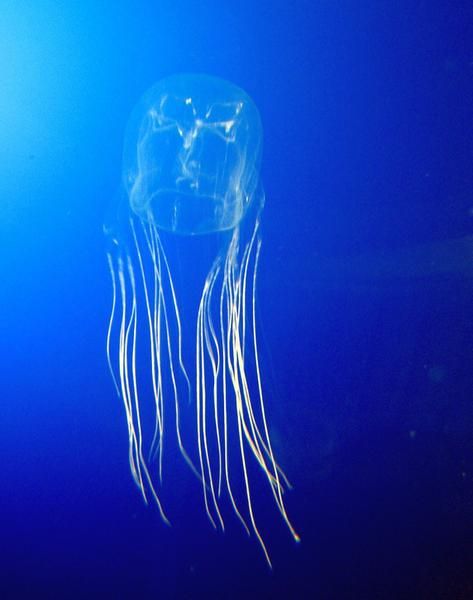 Animales más peligrosos: Avispa de mar.