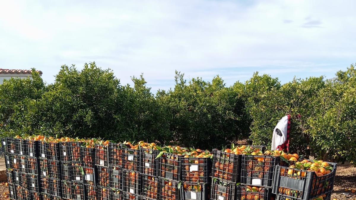 Así se camuflan ahora los ladrones de cítricos: Simulan que son una cuadrilla en un día normal de trabajo