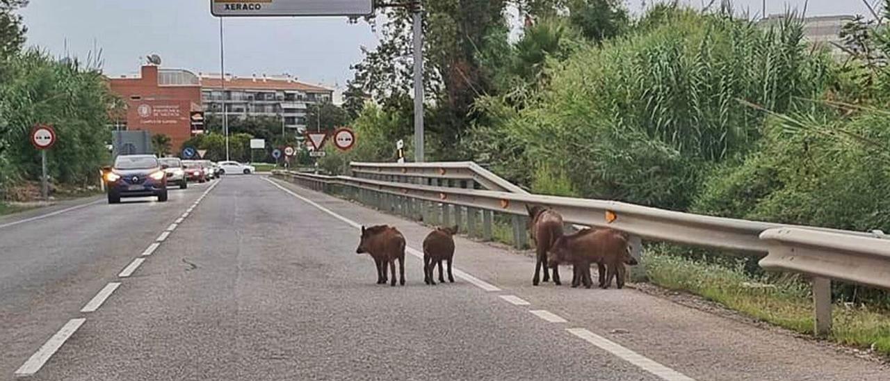 Varios jabalíes cruzan la carretera entre el Grau y Gandia en una imagen subida a las redes sociales esta misma semana. | LEVANTE-EMV