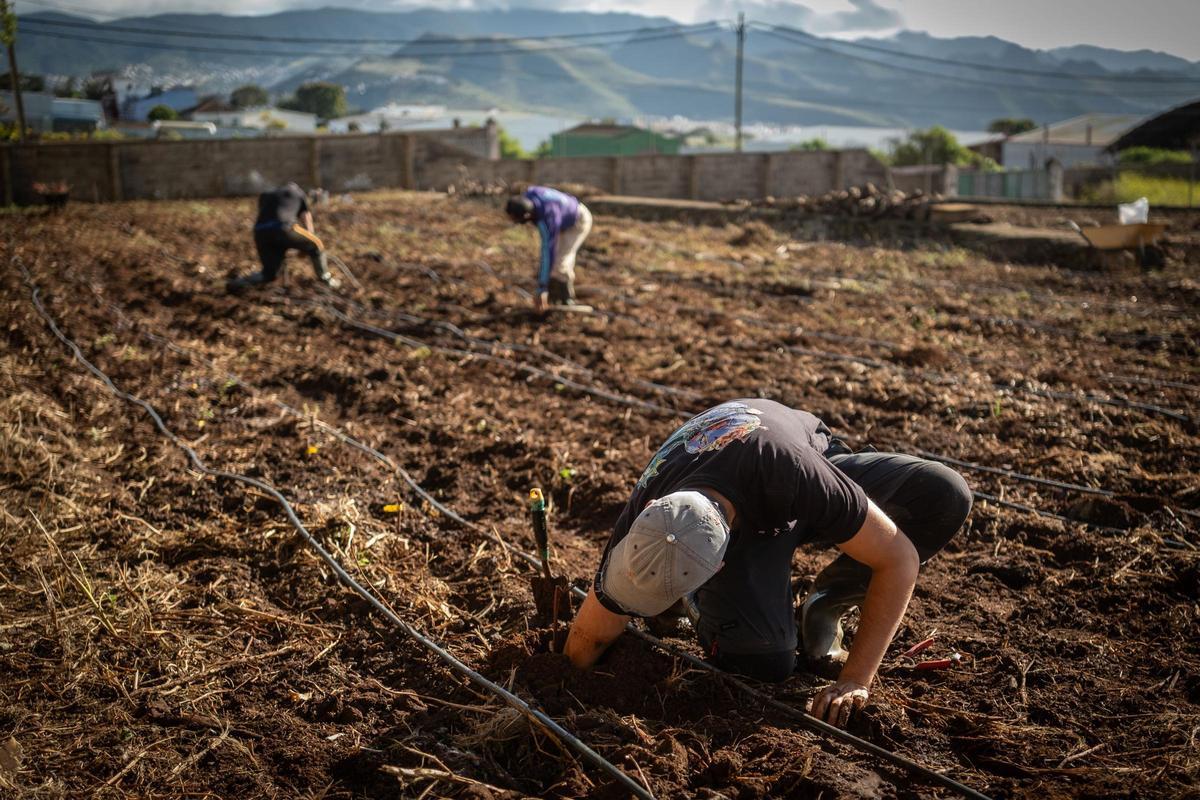 El consejero de Agricultura, Ganadería, Pesca y Soberanía Alimentaria del Gobierno de Canarias, Narvay Quintero, visita una finca en Los Baldíos, donde el Ejecutivo canario, en colaboración con viticultores de las Denominaciones de Origen Protegidas de Vino de las islas, desarrolla un proyecto piloto con patrones americanos de viña para evaluar su resistencia a la filoxera