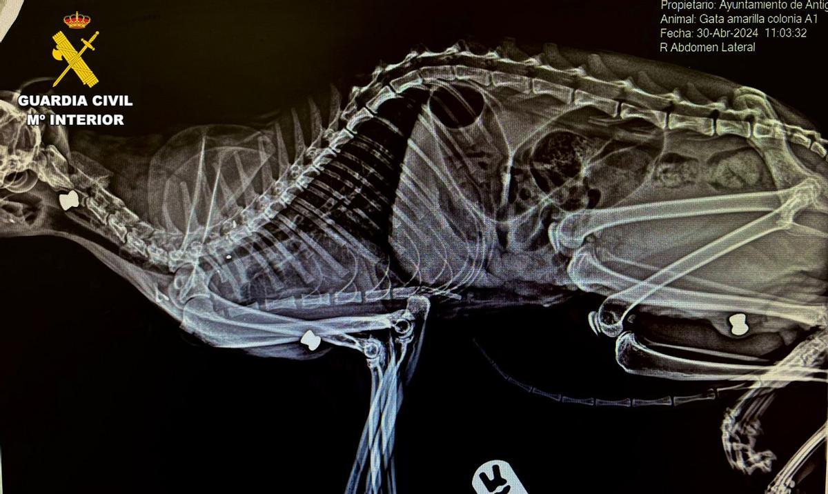Radiografía de uno de los gatos víctima de maltrato.