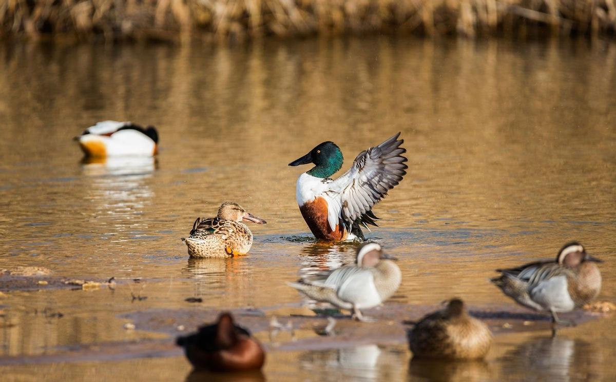Patos en Las Tablas de Daimiel (Ciudad Real)