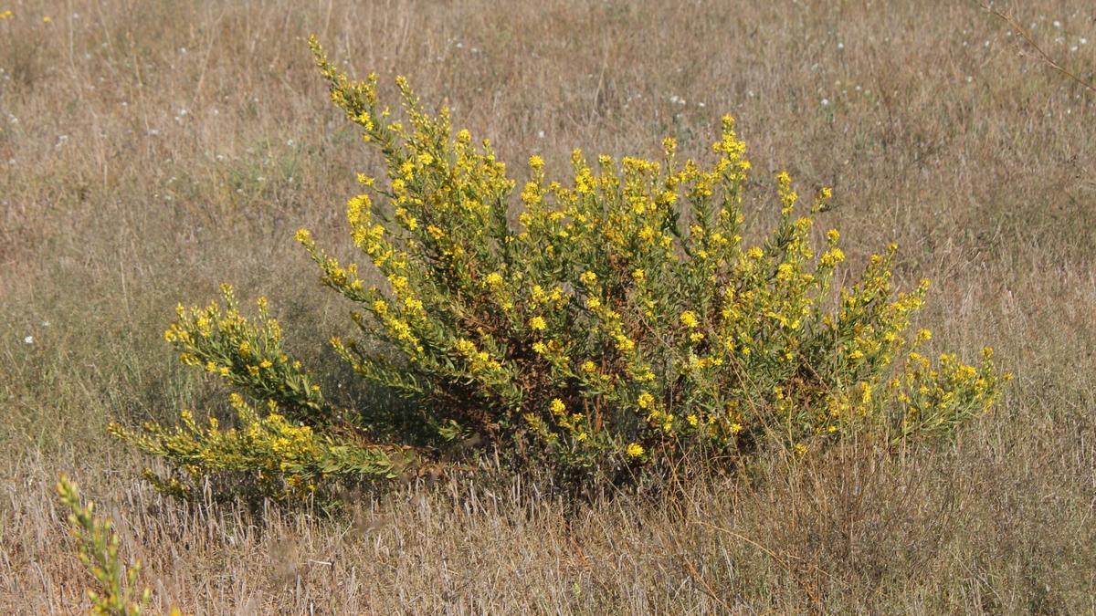 L’olivarda floreix ara, a la tardor.