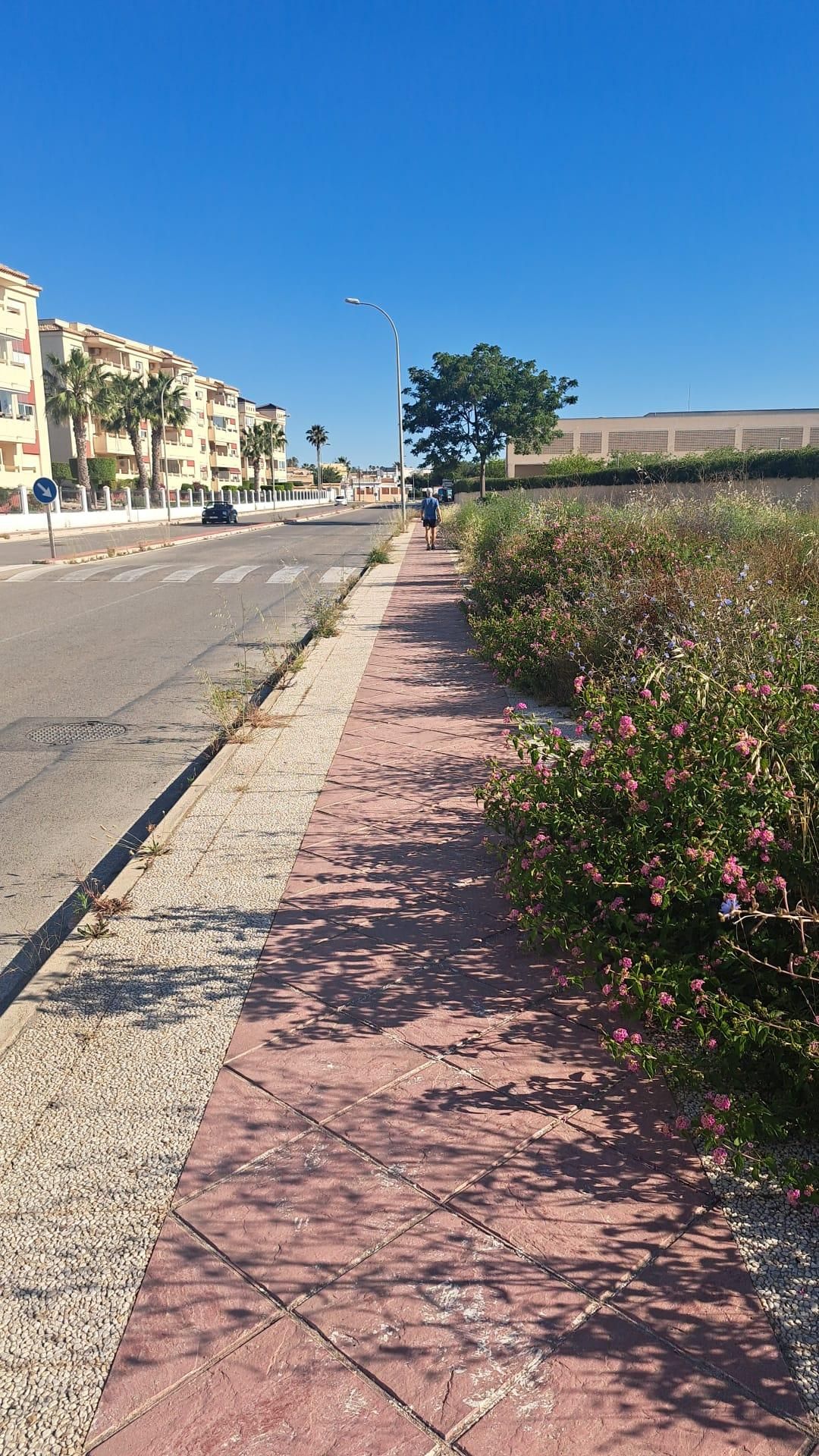 Una jungla sobre el asfalto de Orihuela Costa