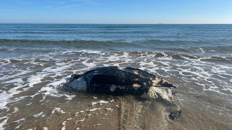 Vídeo: Aparece el cadáver de una tortuga gigante en el Grau de Castelló