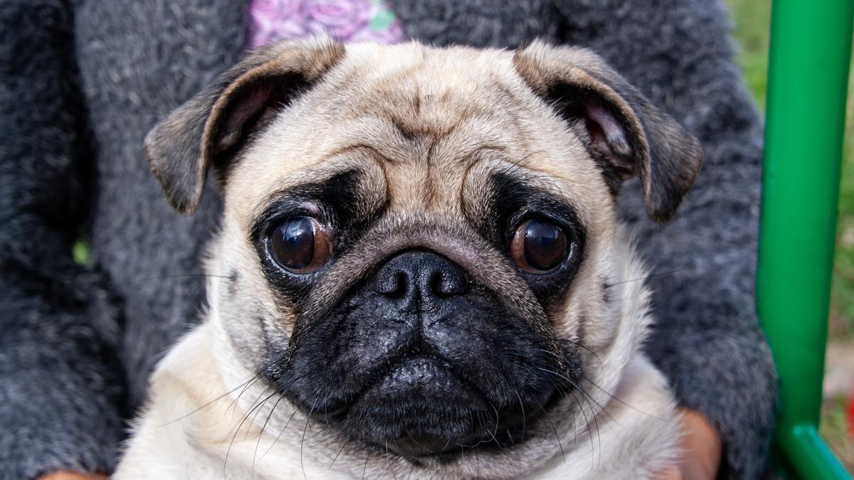 Carlino: una de las razas de perros pequeños más feos del mundo