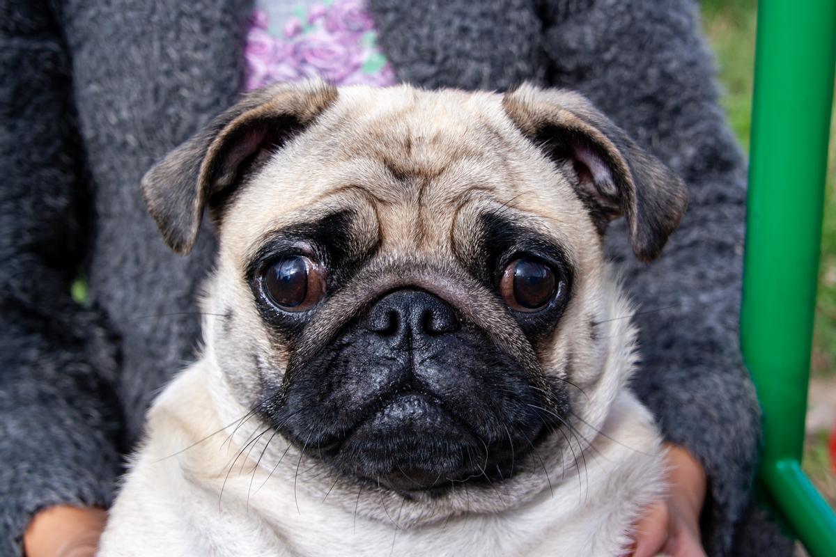 Carlino: una de las razas de perros pequeños más feos del mundo
