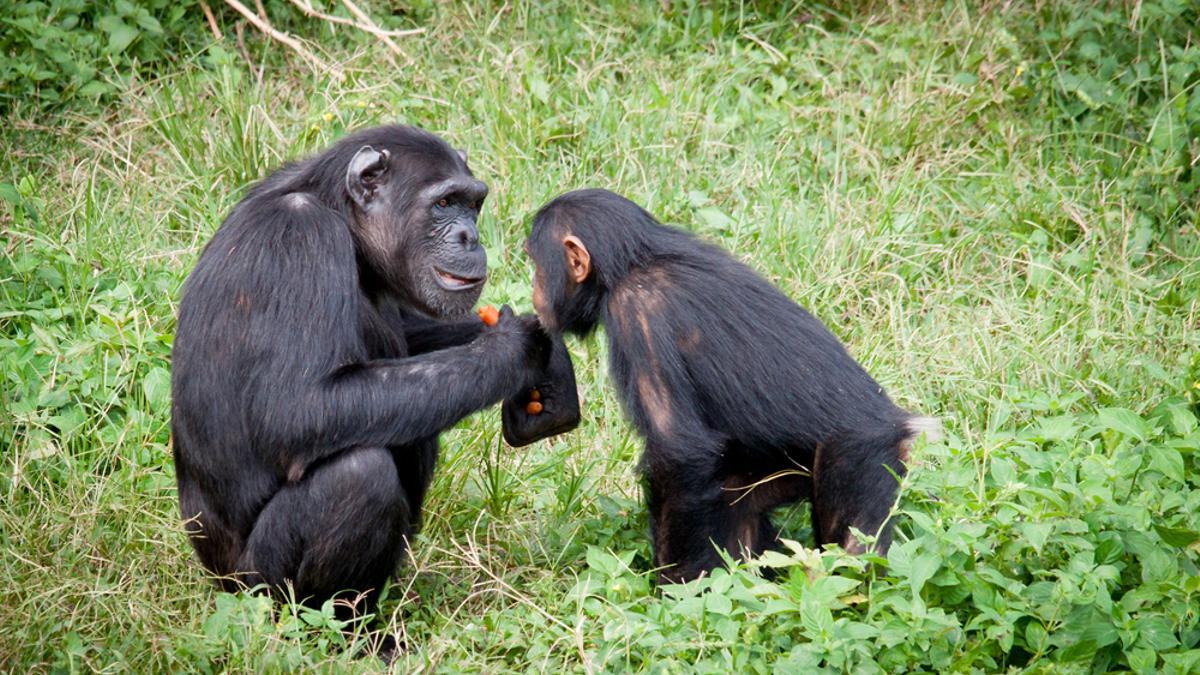 Los simios también se saludan y se despiden en sus interacciones