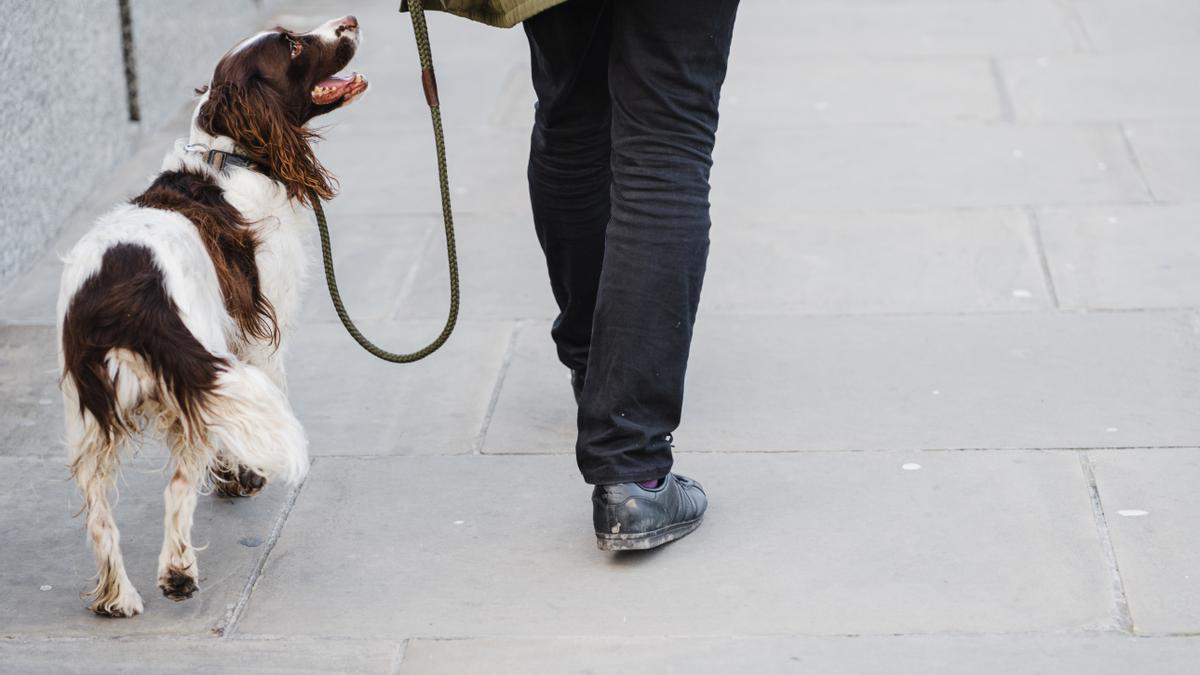 Es importante calmar a tu perro antes de que salga de paseo.