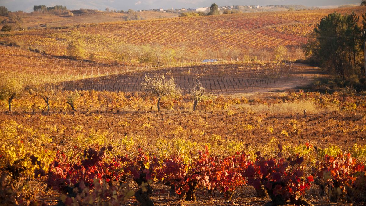 Los viñedos del Bierzo, con sus tonos ocres y rojizos al atardecer, ofrecen uno de los paisajes más espectaculares del otoño enológico de Castilla y León