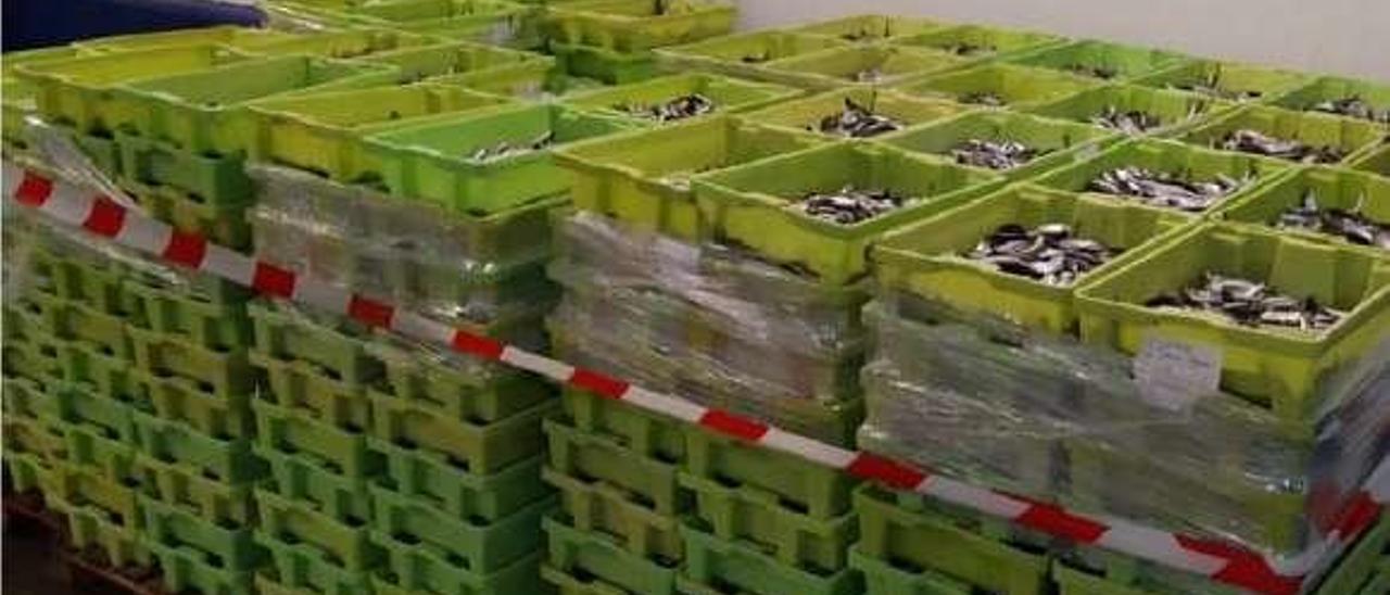 Cajas con chicharros decomisadas ayer en el puerto de Avilés.