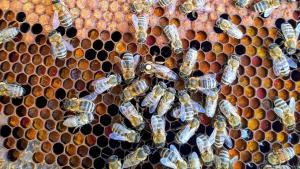 Los insectos aéreos como las abejas llevan una carga eléctrica, que se potencia cuando actúan en conjunto.