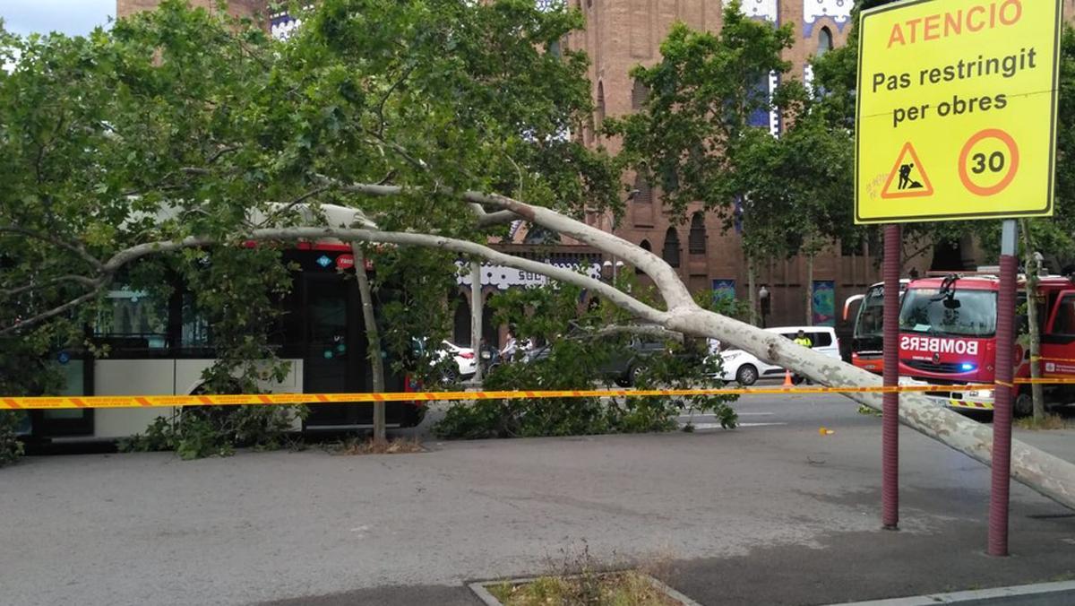 Un árbol cae sobre un autobús en Barcelona sin causar heridos.