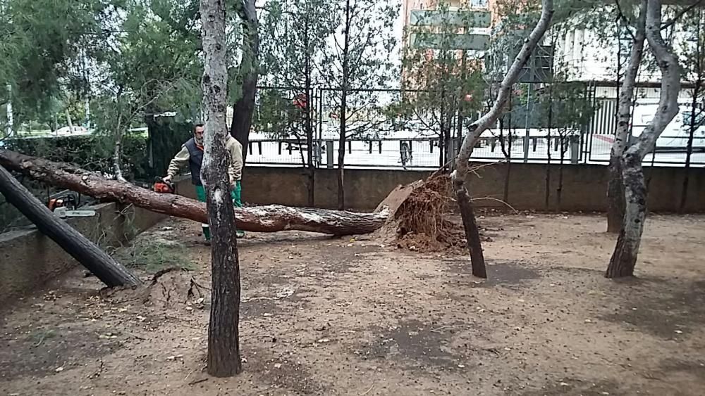 Pino caído en el CEP Sanchis Guarner de Paterna