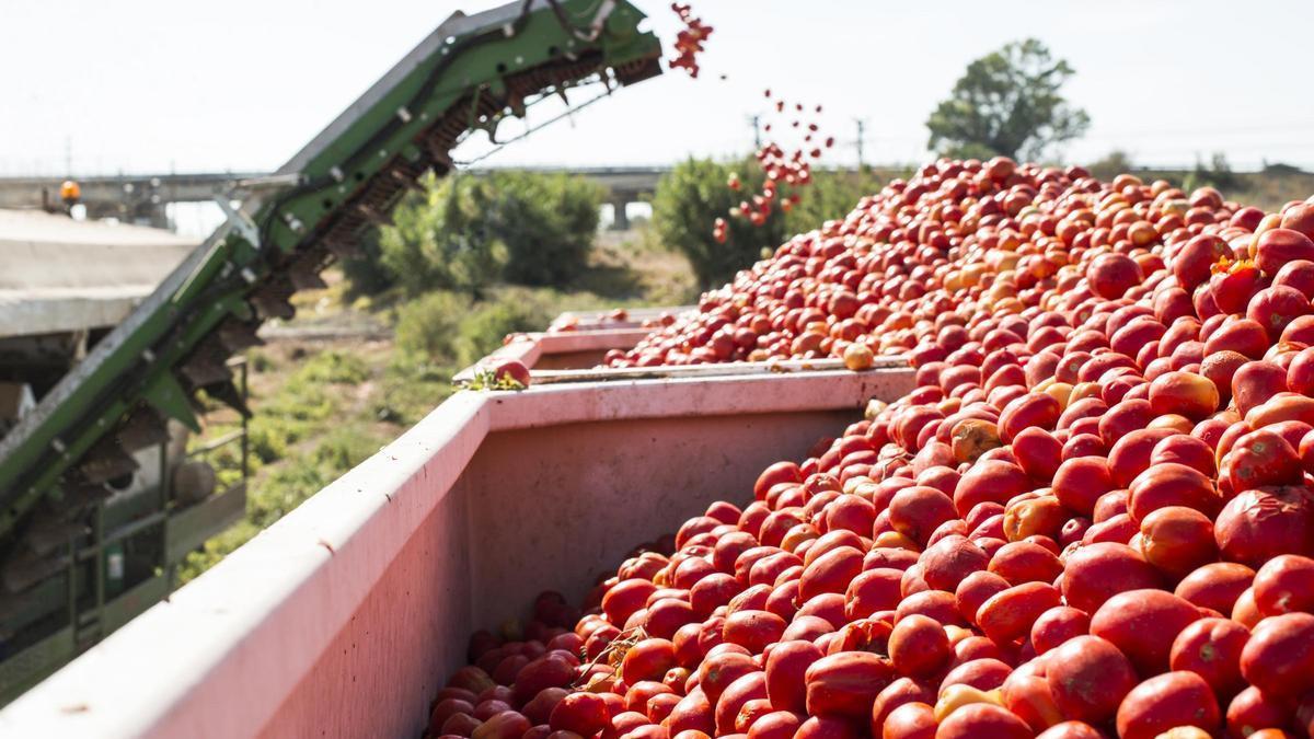 Recogida de tomate. Los campos de la región generan el 5% del total de este cultivo en el planeta.
