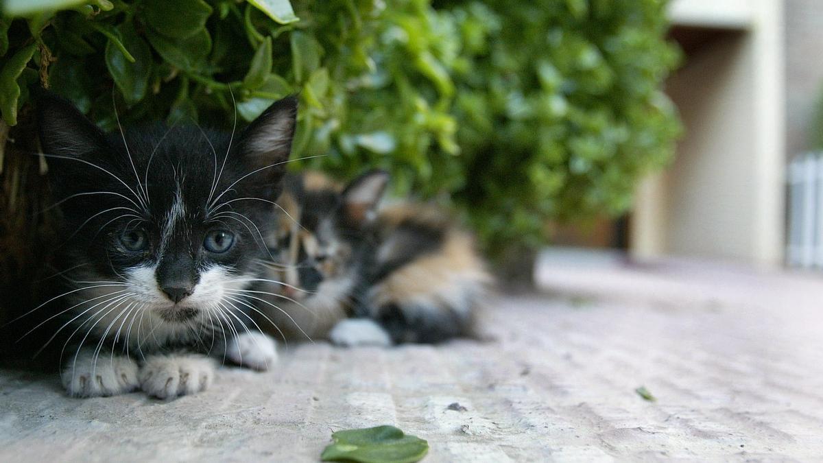 4 gatos y tú es la protectora de gatos más antigua de Zaragoza.