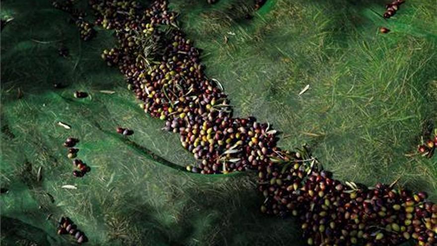 UAGA estima pérdidas del 30 % de la cosecha de la oliva por la sequía