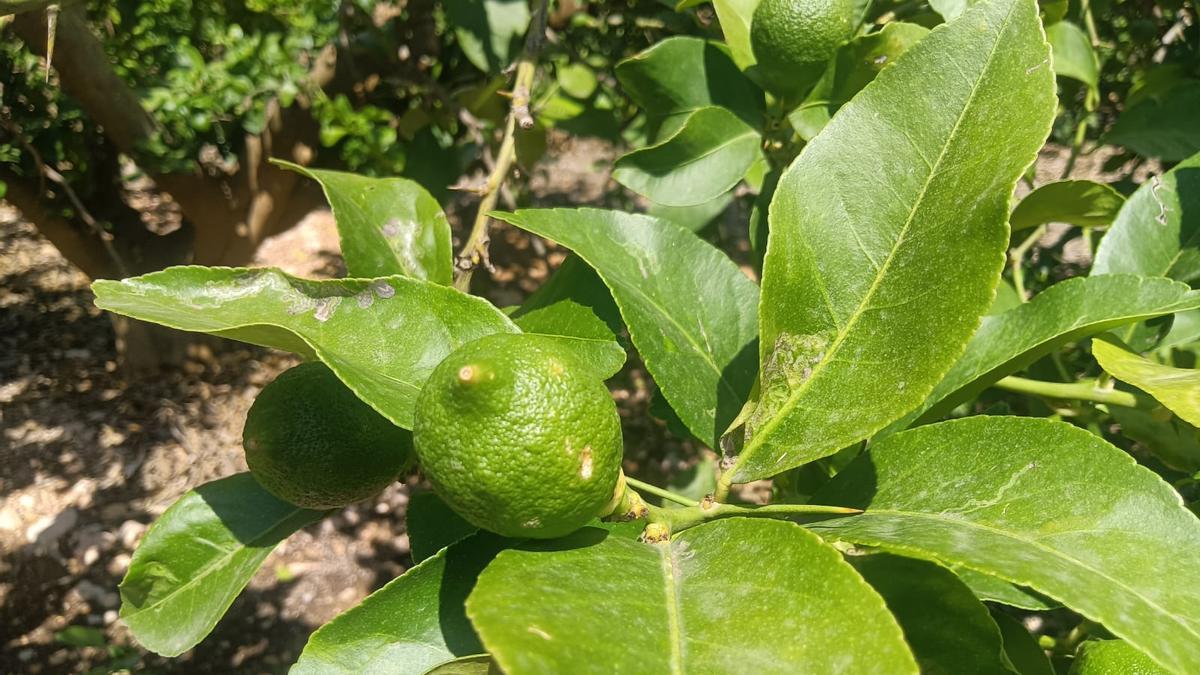 Limones dañados por pedrisco.