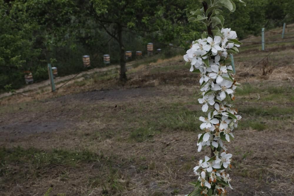 Manzanos en flor en Serín