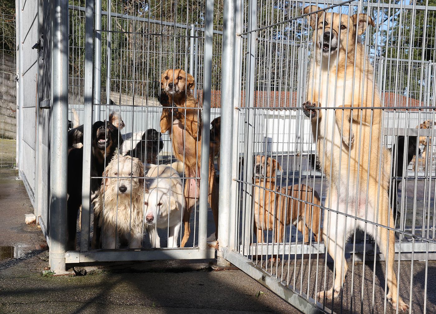 Algunos de los perros que se encuentran en la actualidad en las instalaciones de la protectora viguesa.  Alba Villar (5).jpg