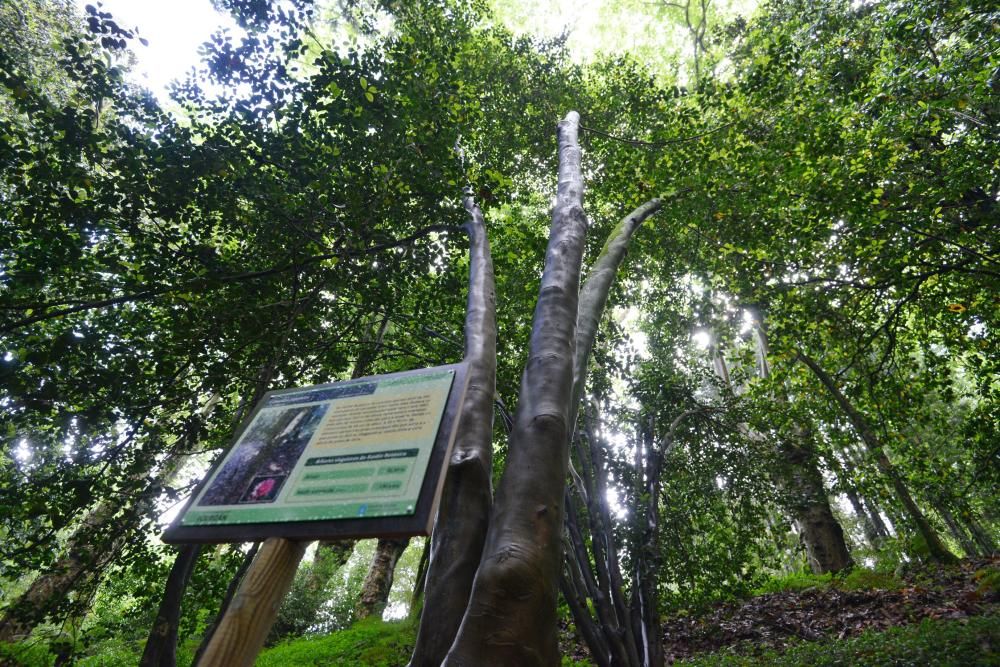 El Jardín Botánico de Lourizán, un pulmón verde