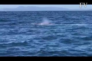 Una ballena azul se da un festín frente a Ons