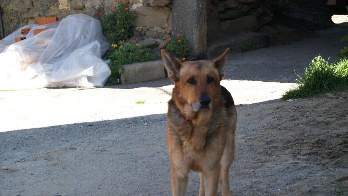 Un perro abandonado.