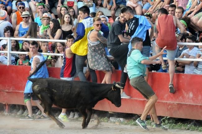 Les vaquetes de la festa major de Santpedor