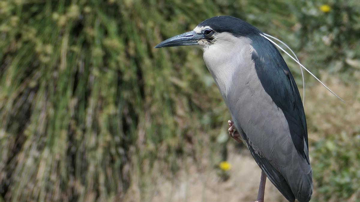 La Gaza nocturna de corona negra es una especie autócnona africana que puedes ver en el parque