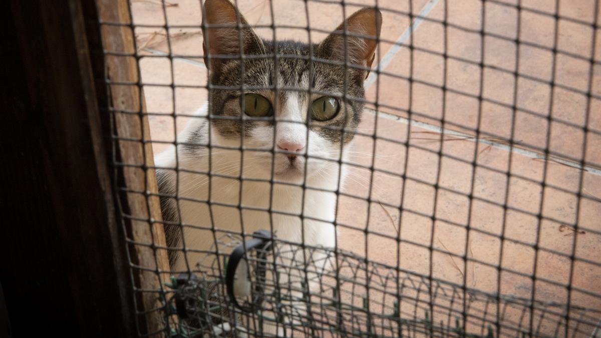 BARCELONA 07/07/2023 SOCIEDAD Aumento del abandono de mascotas en veranos especialmente gatos . Perros y gatos en la protectora bcn FOTO ELISENDA PONS