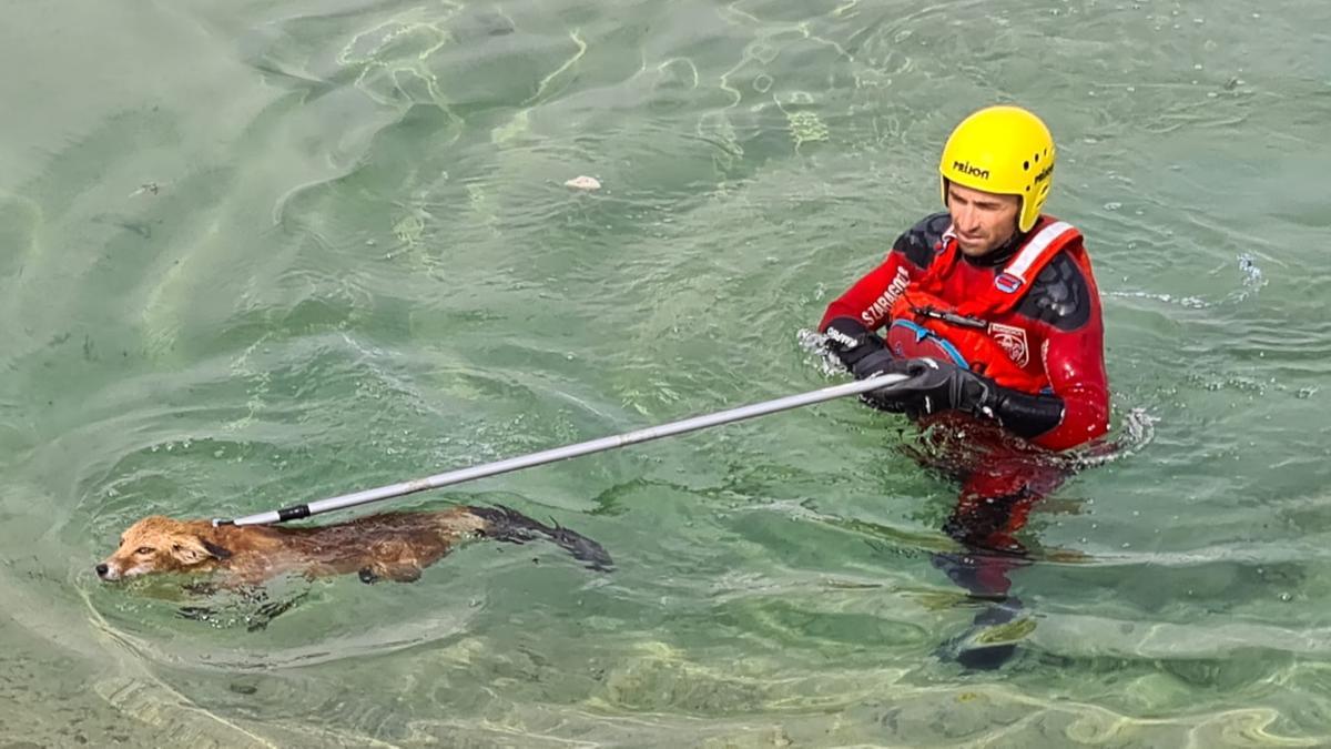 Un bombero saca al zorro del agua