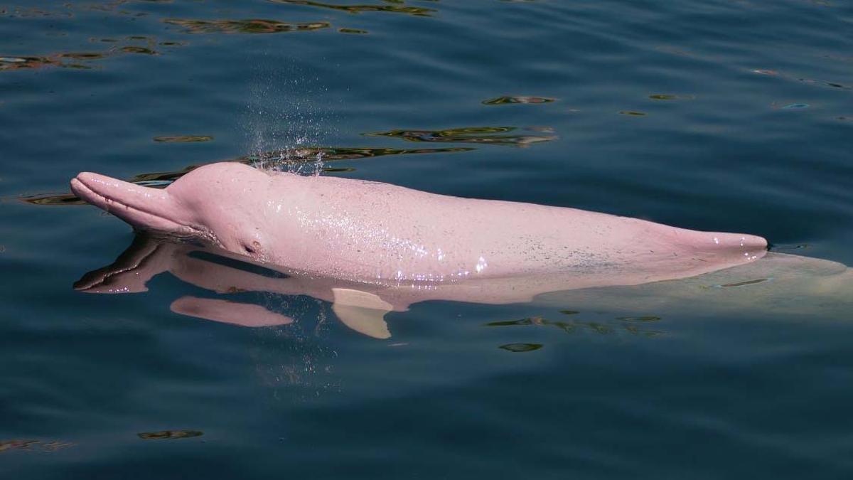 delfín rosa