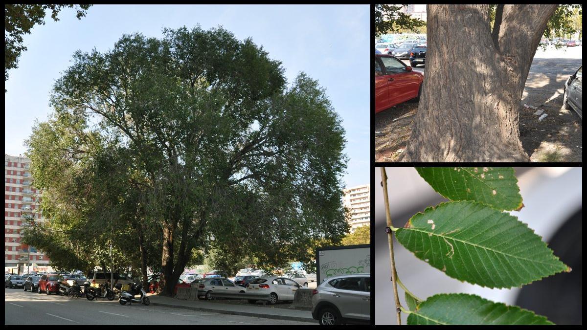 ulmus-pumila-diagonal-llull-olmo