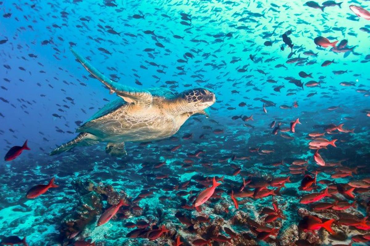 Islas Galápagos, Ecuador