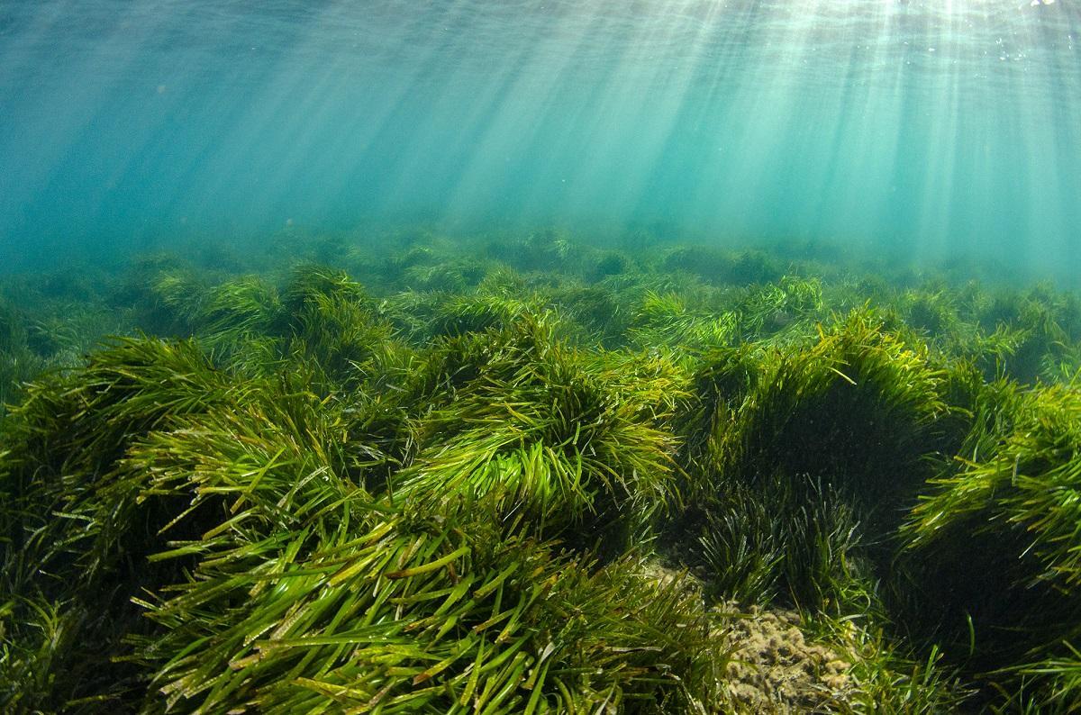 Los océanos podrían dejar de capturar CO2 por el cambio climático