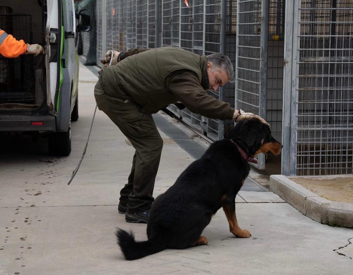 Uno de los perros trasladados.