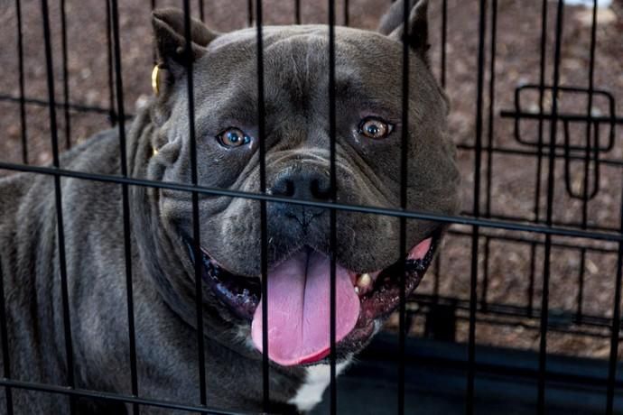 II Feria de Mascotas en Maspalomas