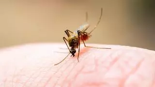 El curioso motivo por el que los mosquitos y las polillas adoran la luz