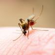 Misterio resuelto: descubren por qué los mosquitos pican a unas personas y a otras no