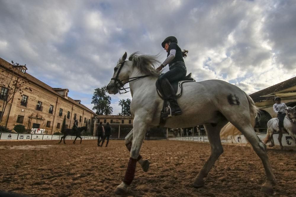 Córdoba escuela de equitación europea
