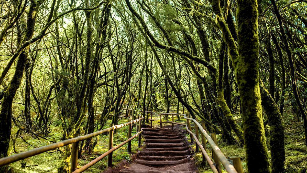 La ruta que recorre una selva húmeda única en el mundo junto al desierto cálido más grande del planeta (y sin salir de España).