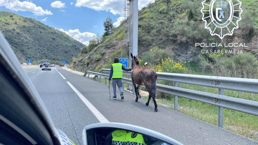 Susto en la Autovía de Málaga: un caballo al galope sorprende a decenas de conductores