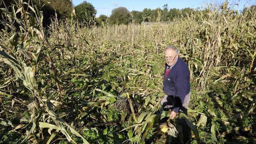 Destrozos del jabalí en una plantación de maíz en Silleda. // Bernabé/Javier Lalín